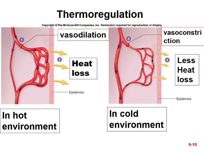 In hot environment In cold environment 6-10 vasodilation vasoconstriction Heat loss Less Heat loss